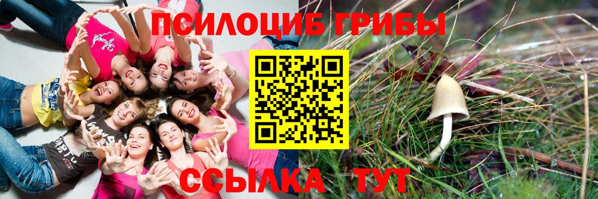 Выборг  Галлюциногенные грибы прущие грибы  Вход с VPN  Галлюциногенные грибы Psilocybine cubensis 